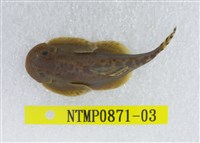 藏品(埔里中華爬岩鰍)的圖片